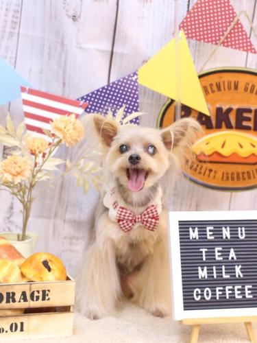 20240921ココちゃん